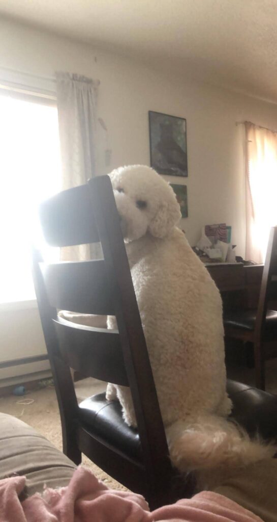 A picture of Gibson the Goldendoodle, as he is sitting on a chair and mischievously  looking back at the picture taker. The chair is in front of a sofa and a little behind the desk. The sun is pouring in from the two windows on either side of the desk. 